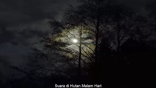 Download Suara Hutan Malam Hari MP3