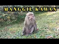 Lagu Suara Monyet Manggil Kawannya - monyet liar