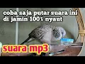 Download Lagu SUARA TEKUKUR KUK 2 GACOR PALING AMPUH UNTUK PANCINGAN PIKAT YANG MALAS BUNYI