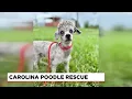 Carolina Poodle Rescue Hunter