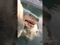 Download Lagu The Great White 🦈 JAWS!! #shark #universal #studio #tour #tram #hollywood #scary #horror