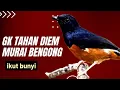 Lagu murai batu gacor AMPUH BUAT PANCINGAN MURAI BATU IKUT BUNYI III 100%  nyaut
