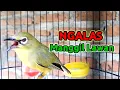 Download Lagu Pleci NGALAS roept nog een Pleci op