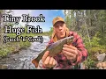 Download Lagu I FINALLY got to my Favourite, TINY BROOK.  It was worth the wait. Shoreline Catch 'n' Cook.