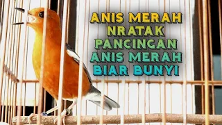 Download Anis merah nratak, pancingan anis merah biar bunyi MP3