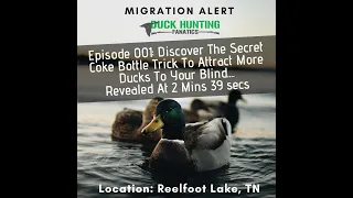 Duck Hunting Migration Report - Reelfoot Lake Duck Hunting Tennessee