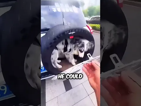 Video Thumbnail: He did all this because his dog was pooping in the car ๐ฎ