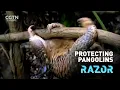 Download Lagu Protecting pangolins and disrupting poaching - #RAZOR on TikTok