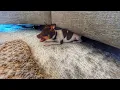 Rat Terrier Puppy 9 Weeks Old Crawling Under the Couch AND Hide Seek Obi The Rat Terrier