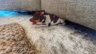 Rat Terrier Puppy 9 Weeks Old Crawling Under the Couch AND Hide Seek Obi The Rat Terrier