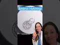 Embryo hatching out of zona pellucida shell ready to implant