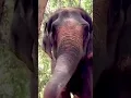 Lagu माधुरी हाथी की कहानी #shorts #Mahadevi #MadhuriElephant
