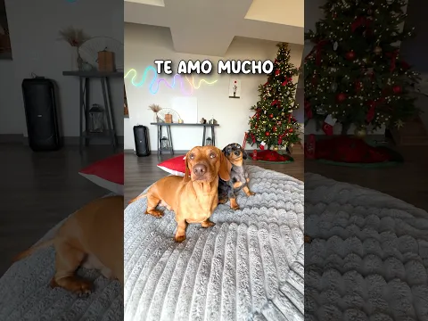 El día que CONOCÍ a mi NUEVA HERMANITA 🥹🐶💖