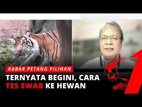 Waspada! Ini Gejala Covid-19 yang Terjadi Pada Hewan