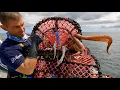 Download Lagu WE WORDEN BINNENGEVALLEN!!! - Invasieve octopussoorten veroorzaken chaos!!! | The Fish Locker