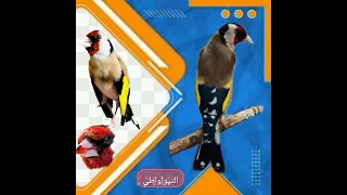 Le Chant Du Chardonneret تغريد طائر الحسون قرت باشيشو صافي قازرات شافر تيواواطي 