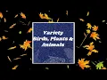Adult Coloring Pages Nature Mandala Easy Printables - Digital PDF Download Volume 2