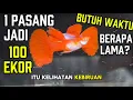Download Lagu BREEDING IKAN RIJEKAN ‼️ Pelihara 1 pasang Guppy sampai 100 Ekor