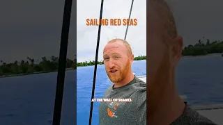 SAILING DANGEROUSLY: would you do it? ⛵️ 🦈 #sailingcatamaran #youtubehighfive
