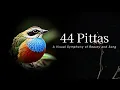 Download Lagu 44 Pittas | A Visual Symphony of Beauty and Song #wildlife  #documentaryfilm
