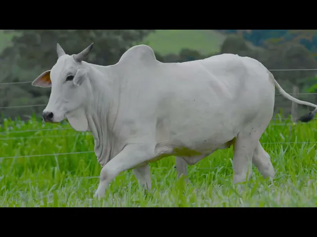 Matriz Nelore SGN - 1833