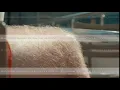 Close up male hairy leg in summer shorts at sunny day Man with hairy legs tanning in beach shorts
