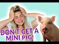 7 Reasons NOT to get a mini pig