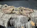 Download Lagu Stromatopelma calceatum, Feather Leg Baboon  rehouse and care