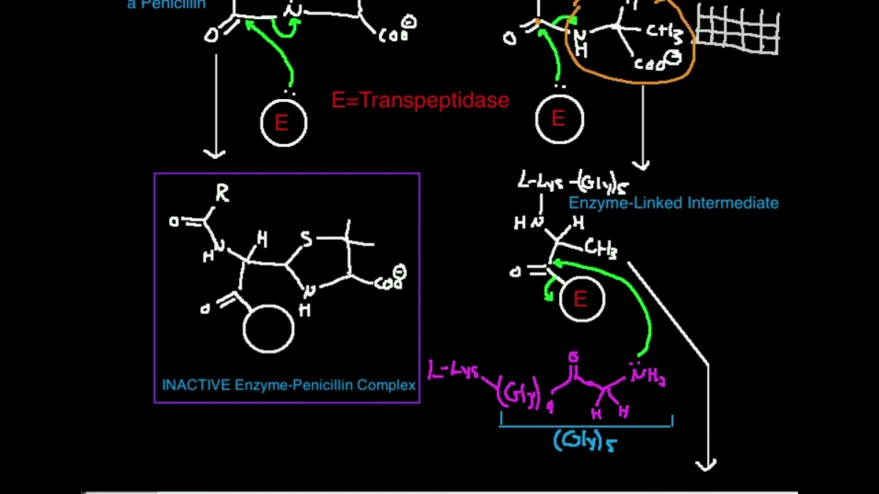 Penicillin: Mechanism of Inhibition of Transpeptidase