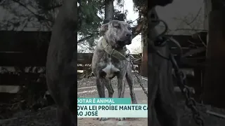 Nova lei em São José impede manter cães presos e reforça bem-estar animal #balançogeral