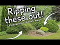 Landscaping around large bushes With Vigoro Black Mulch from Home Depot
