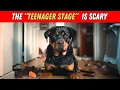 Lagu Things NOBODY tells you about owning a Rottweiler