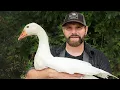 Raising Geese For Meat - Babies to Butcher