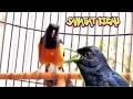 Download Lagu MASTERAN Suara Burung Paling Di Cari ,Kenari,Lovebird,Cucak Jenggot,Cililin,Pelatuk