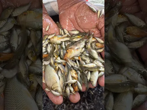 কার্পু মাছের পোনা Pond fish farm