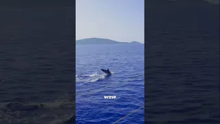 Just when we thought the day couldn’t get better… #boatlife #dolphins