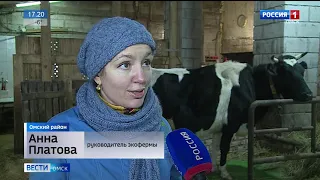 В Усть-Заостровке живут самые счастливые коровы в Сибири