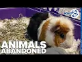 Animals abandoned outside shelter in South Bend