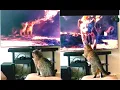 The Lion King: Pets Reactions
