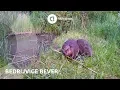 Wild in Nederland: bedrijvige bever