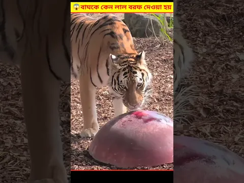😱 লোকটা কেন চিড়িয়াখানার বাঘকে লাল বরফ খাওয়াছে দেখুন | Zoo Royal Bengal Tighter Bangla