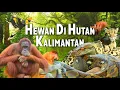 Download Lagu Kami Menjelajahi Hutan Kalimantan \u0026 Bertemu Ular Tangkalaluk Raksasa, Orang Utan, Bekantan \u0026 Lainya