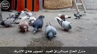 موال ابو عوض سكيك يامن لديك المعاني 