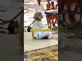 Monkey Randomly Attacks - Joe Rogan