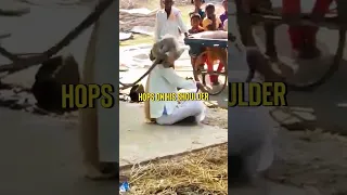 Monkey Randomly Attacks - Joe Rogan