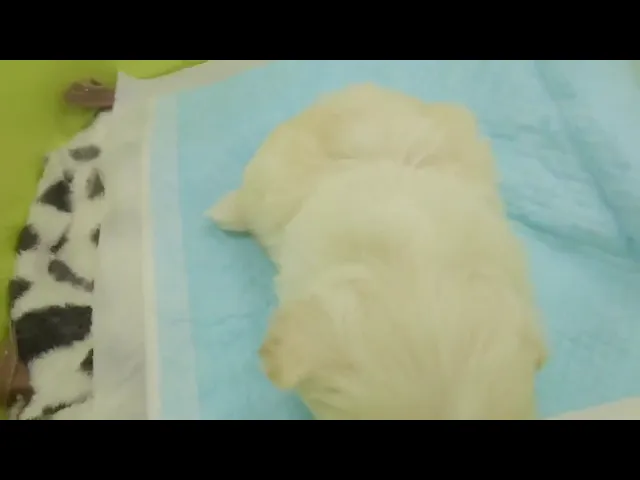 動画