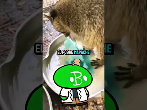 🦝 Los Mapaches son tontos?