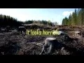 Clear Cutting Pros and Cons
