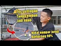 Download Lagu MURAI MUDA EDAN DI SUMATERA ‼️ GANTI SETTINGAN MURAI BATU BELESD 