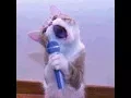 Download Lagu Lucu Ngakak Kucing nyanyi bintang kecil versi 2